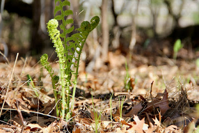 photo of a fern’s fiddlehead