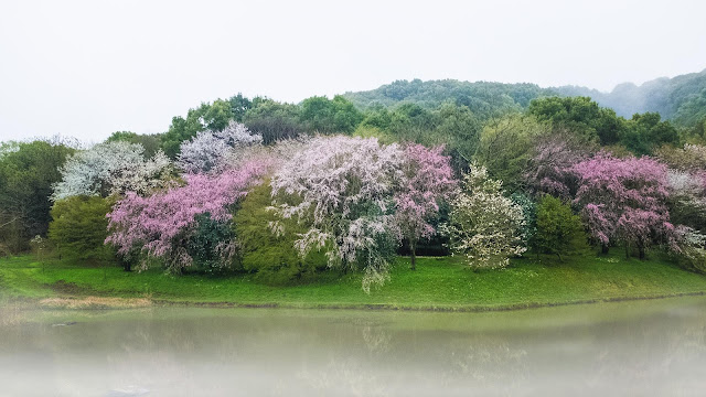 cerezo japones florece antes debido al cambio climatico