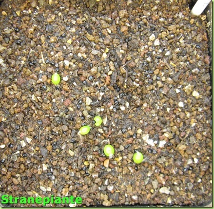 epithelantha micromeris 1-1-12
