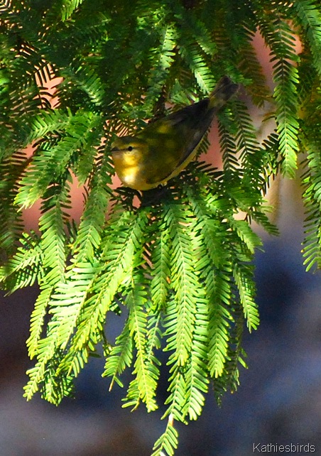 2. TN Warbler-kab
