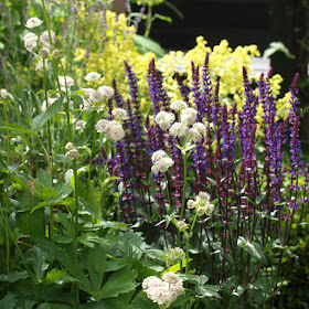 Staudesalvier, salvia nemorosa "Caradonna"