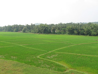 kerala paddy fields
