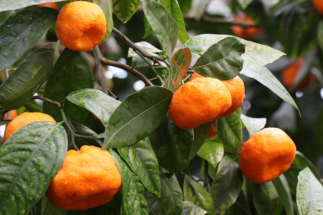 pohon jeruk petani pasti puas Jakarta Timur