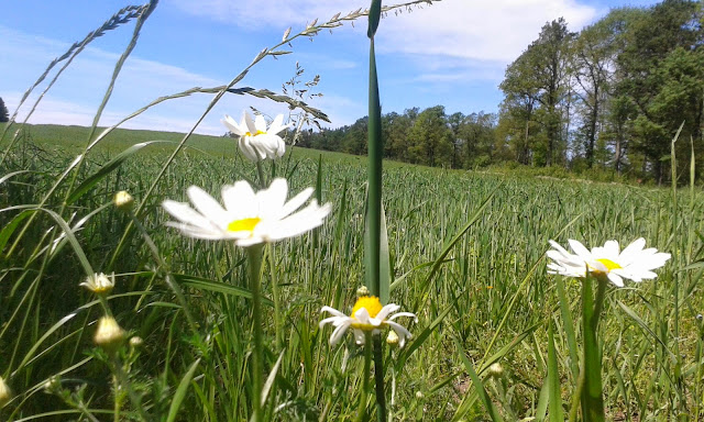 Sösdala, blommor, Fredriksberg 