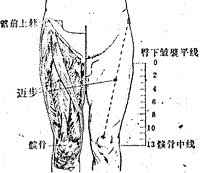 邁步穴位 | 邁步穴痛位置 - 穴道按摩經絡圖解 | Source:zhongyibaike.com