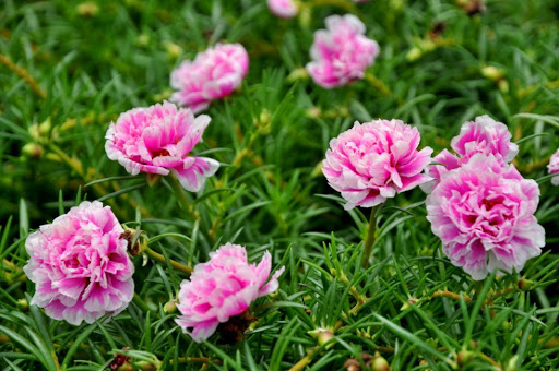 4-cung-hoang-dao-chu-dao-tot-bung-luon-nhan-duoc-su-yeu-thuong