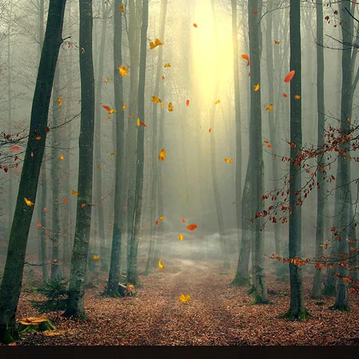 Autumn Forest 02 Wallpaper Engine