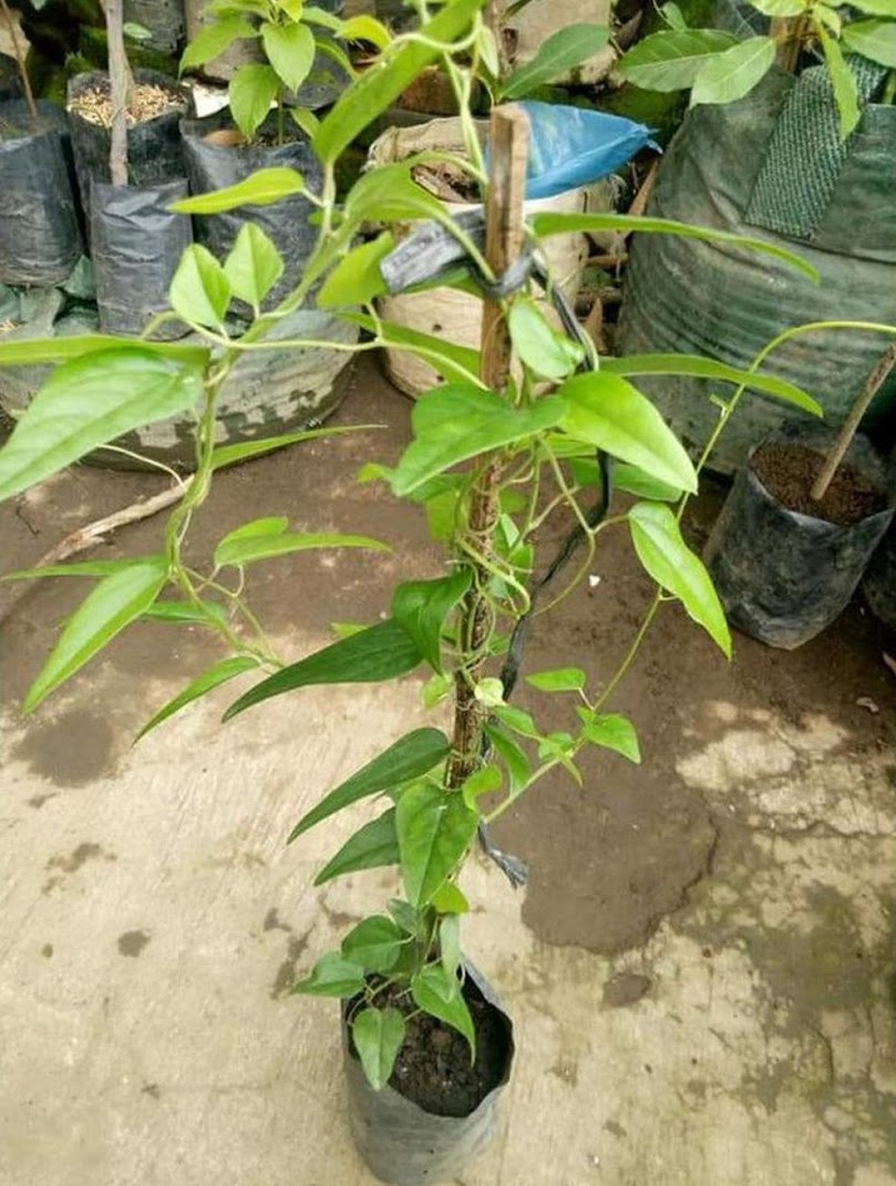 tanaman cincau rambat bibit hijau benih pohon buah stek bisa untuk tabulampot Sumatra Utara
