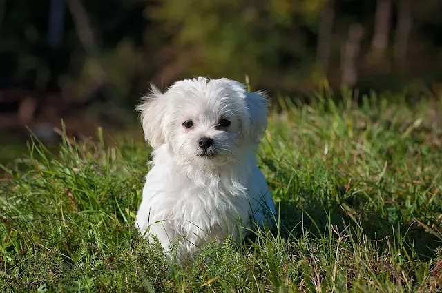 white maltese laying in a lawn