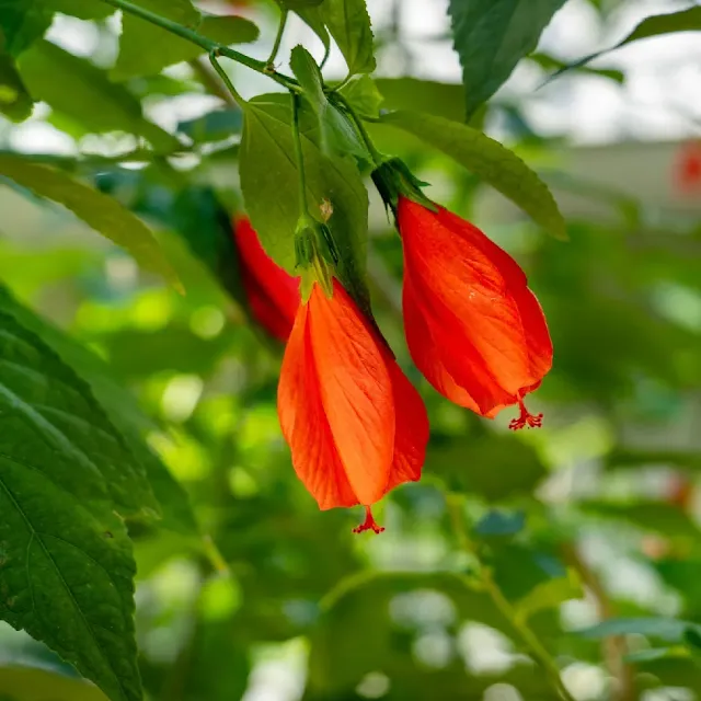 Plantação-e-manutenção-de-Malvavisco-Malvaviscus-arboreus