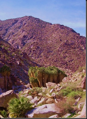 Anza Borrego Palm Canyon (5)