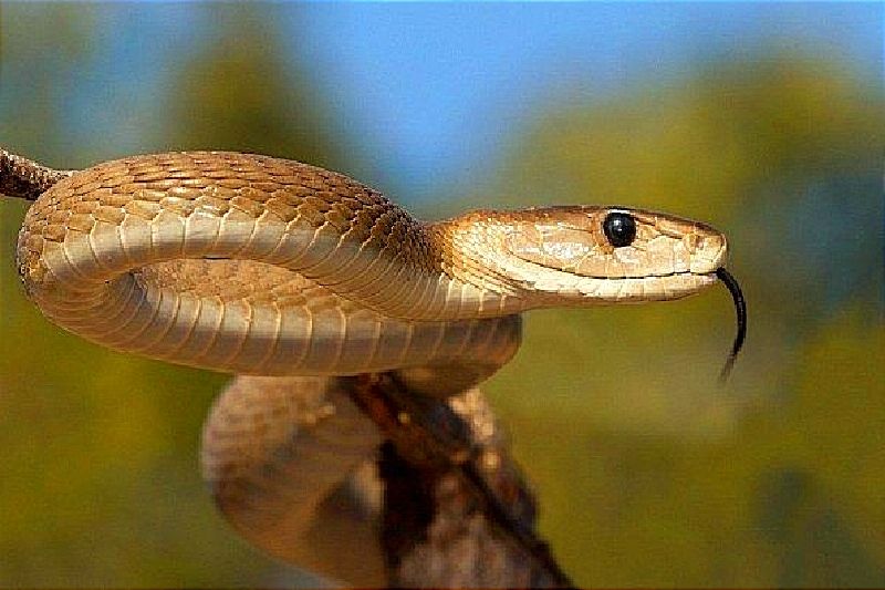 Gel desarrollado del veneno de serpientes es capaz de cerrar heridas y parar el sangrado