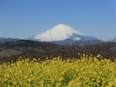  吾妻山公園の菜の花