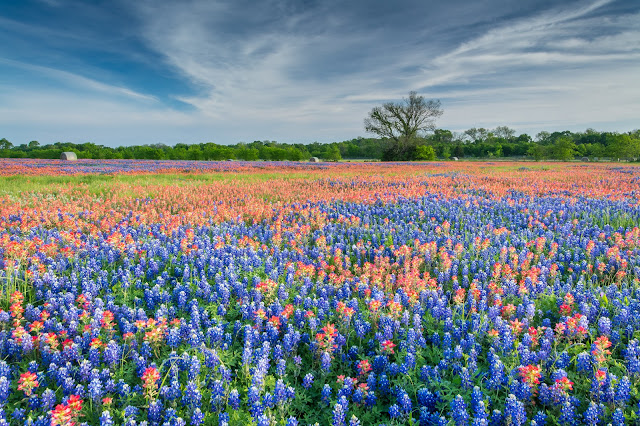 Bluebonnets and Indian Paintbrush, FM 1181