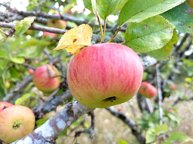 Reine des reinettes apple, Indre et Loire, France. Photo by Loire Valley Time Travel.