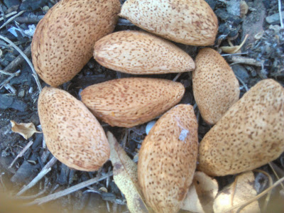 almendras de malaga