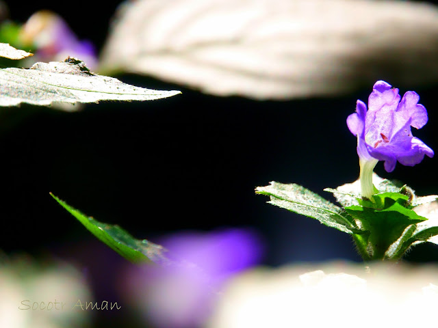 Strobilanthes oligantha