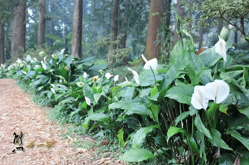 [南投賞楓銀杏] 溪頭自然教育園區