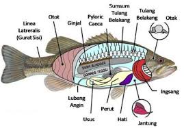 18+ Anatomi Ikan Mas