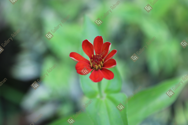 Beautiful flowers in the garden,photography,Canon EOS 1500D,Shutterstock,