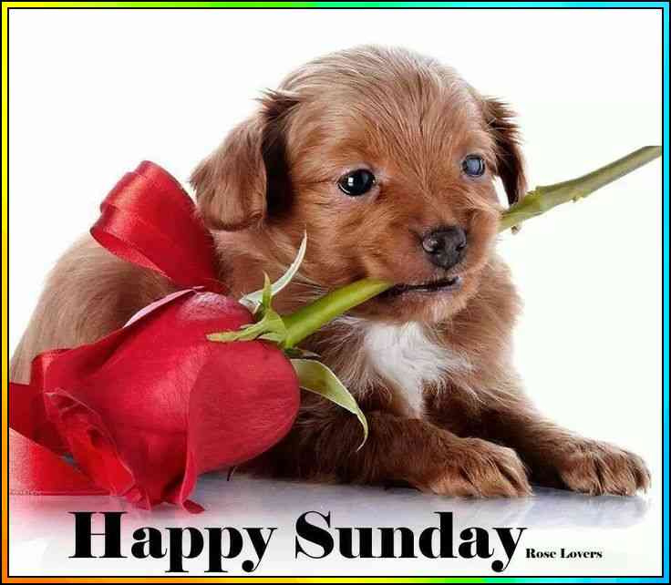 free happy sunday images
