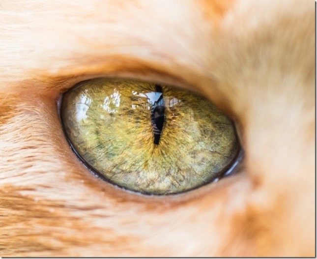 Cats Eyes5