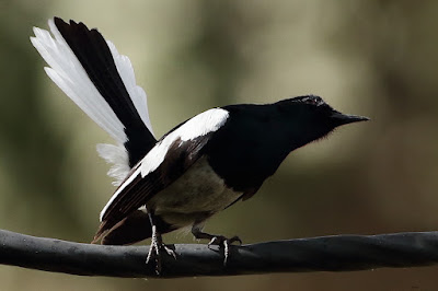 "The Oriental Magpie-Robin (Copsychus saularis) is a tiny and slender passerine bird. Males are distinguished by their remarkable black and white plumage and long tail, whilst females are more subdued. Perched atop a cable, scanning for would be raptors."