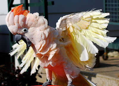   Moluccan Cockatoos