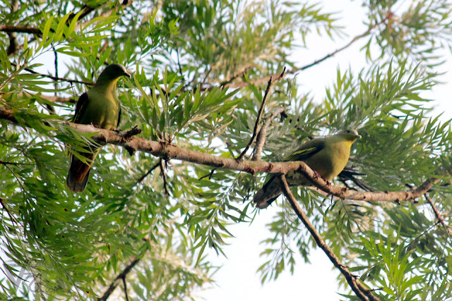 Grey-fronted green Pigeon