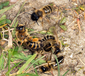 Yellow-legged Mining Bee, Andrena flavipes.  A bundle of males and one female.