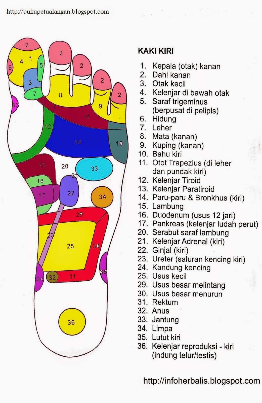 Kumpulan Gambar Titik Rekleksi Kaki Dan Tangan - MazMuiz