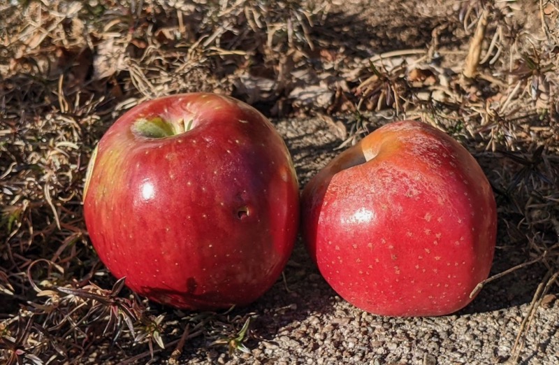 Two red-blushed apples in the sun.