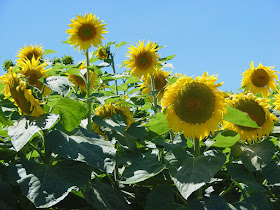 Sunflowers. Touraine Loire Valley. France. Photo by Susan Walter.