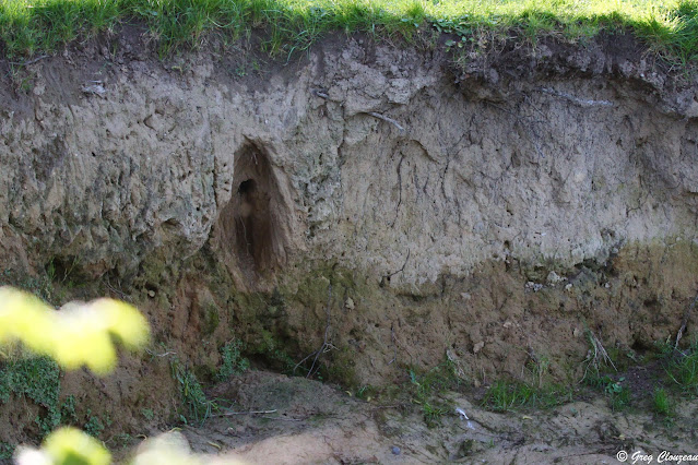 Le nid est creusé dans la berge de la Seine où le substrat présente la bonne densité