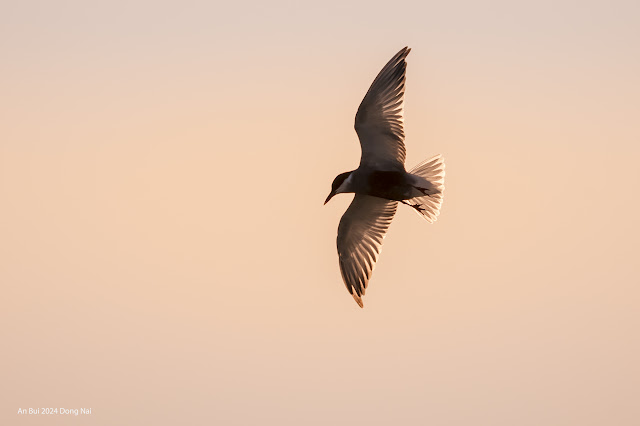 An Bui 2024 Dong Nai - Whiskered Tern (Nhàn xám) - breeding plumage