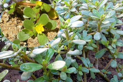Manfaat Dan Khasiat Krokot (Portulaca Oleracea L)