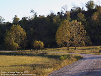 Buttonwood trees in a Kentucky valley