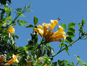 Milin amerykański - odmiana 'Flava' o żółtych kwiatach
