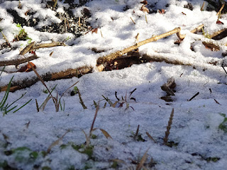 朝日に照らされる3月の淡雪