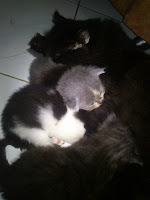 http://catloverscirebon.blogspot.com/