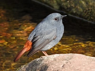 Male Plumbeous Water Redstart in the Wulingyuan scenic area in the Zhangjiajie National Forest Park