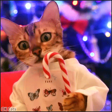 Christmas Cat GIF • Funny Bengal cat holding and licking a delicious  Christmas Candy cane [ok-cats.com]