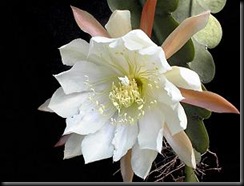 Epiphyllum_crenatum