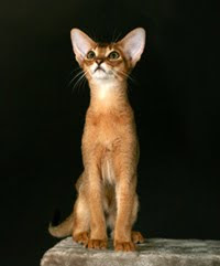 ruddy abyssinian cat - Tawny - Usual