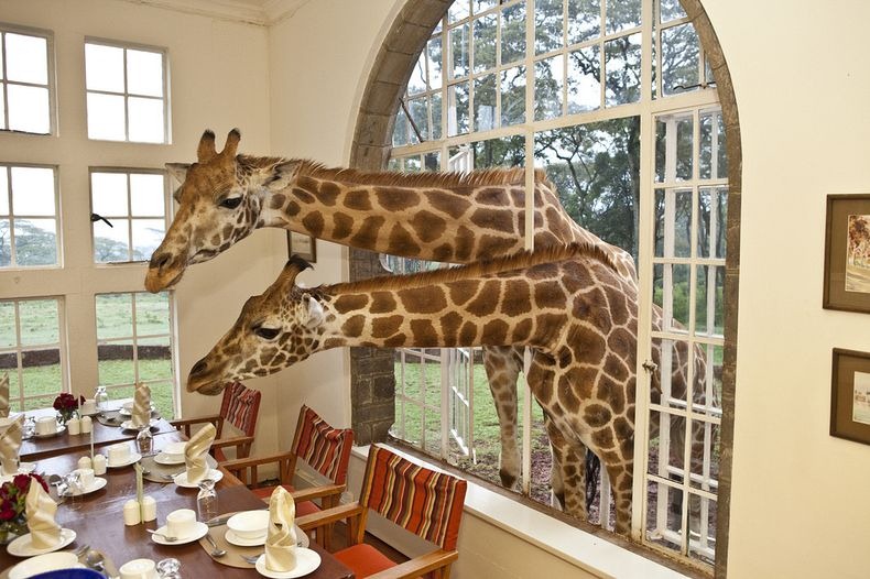 giraffe-manor-3