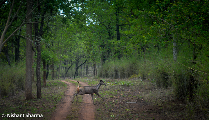 To book through the Madhya Pradesh State Tourism website, visitors can follow these steps:  1. Visit the Madhya Pradesh State Tourism website (www.mptourism.com).  2. Click on the "Online Booking" tab and select "Jeep Safari".  3. Select the park you want to visit (Kanha National Park), the date and time of the safari, and the number of people in your group.  4. Choose the zone you want to visit and the duration of the safari.  5. Fill in your personal details and make the payment online.