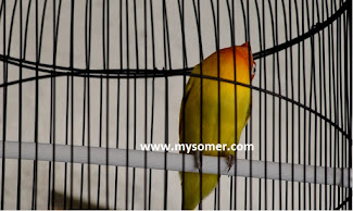 https://www.mysomer.com/2019/08/keistimewaan-lovebird-ngekek-gaya-kepala-dengklak.html