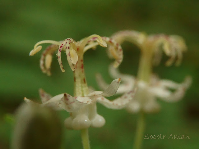 Tricyrtis macropoda