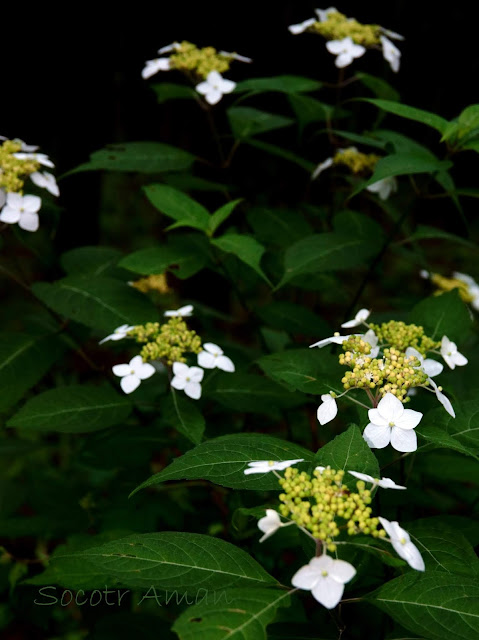 Hydrangea serrata