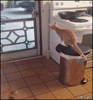 Amazing Cat GIF • Clever ginger kitten jumps like a Ninja to open doors! [ok-cats.com]